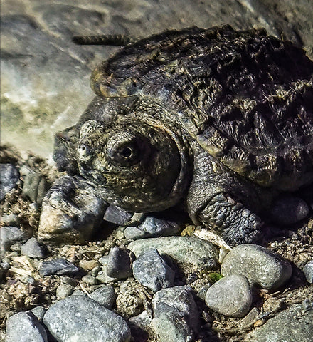 Stereographic Card - If Looks Could Kill
