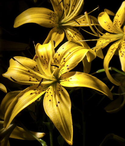 Stereographic Card - (flora) Calling All Bees