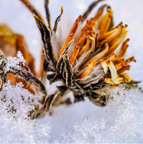 Stereographic Card - (flora) Summer Has Fallen