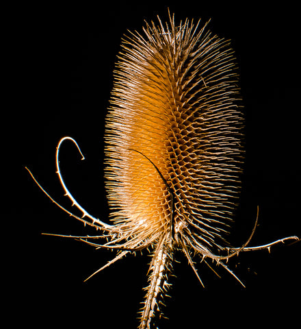 Stereographic Card - (flora) Hard to Handle