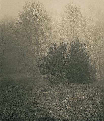 Stereographic Card - Evergreen