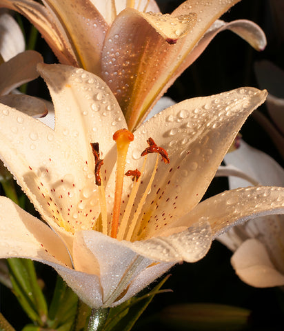Stereographic Card - (flora) Speckled Attraction