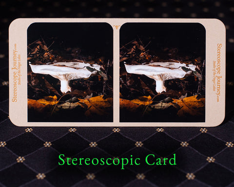 opened mushroom stereocard
