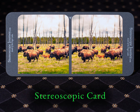 Buffalo with offspring in a prairie stereocard