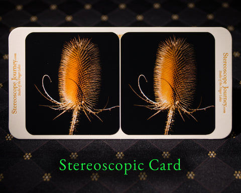 Stereographic Card - (flora) Hard to Handle