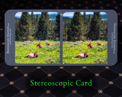 resting elk in the grass