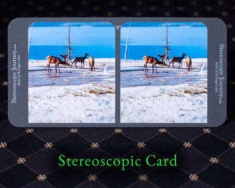 elk playing on thin crust of geyser basin stereocard