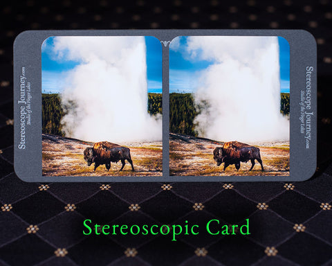 giant bison passing Old Faithful stereocard