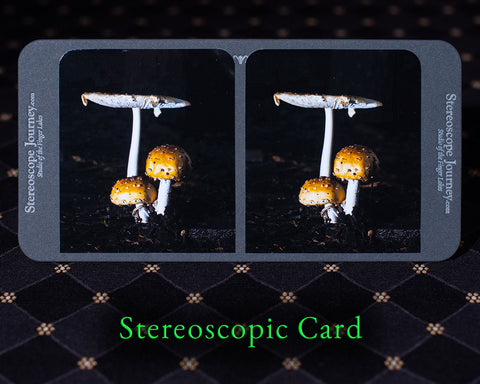 one mushroom spreads open over younger fungi stereocard