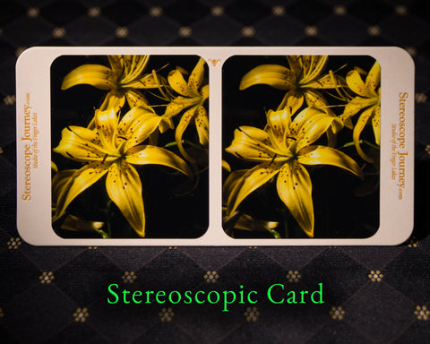 Stereographic Card - (flora) Calling All Bees