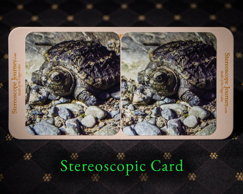 Stereographic Card - If Looks Could Kill