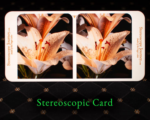 Stereographic Card - (flora) Speckled Attraction