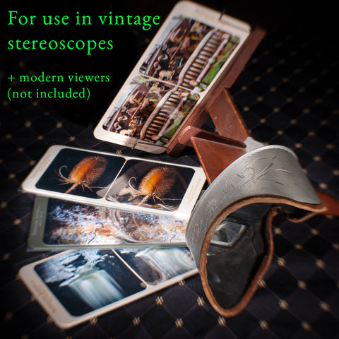 stereocard in a stereoscope